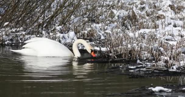 Дикий птах німий лебідь взимку на ставку — стокове відео