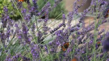 Lavanta üzerinde kaplumbağa kabuğu kelebeği