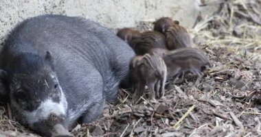 Soyu tükenmekte olan küçük bebek Visayan siğil domuzunun