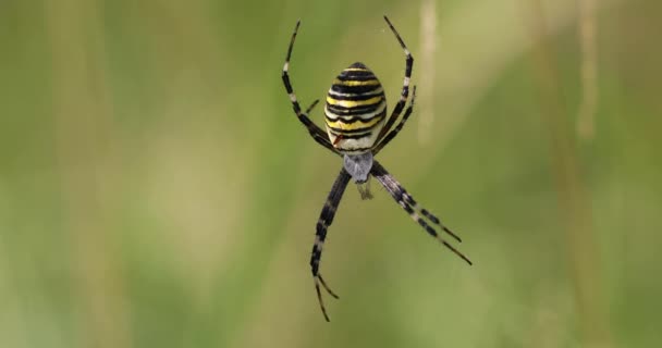 Argiope bruennichi (павук відкладень) в Інтернеті — стокове відео