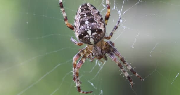 Běžný kříž pavouk sedící tráva — Stock video
