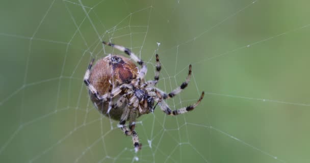 Vanliga kors spindel sitter gräs — Stockvideo