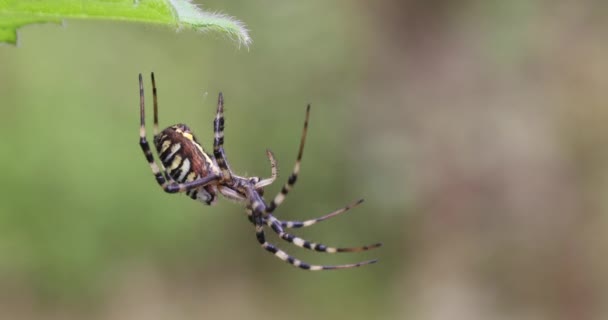 Argiope bruennichi (vosí pavouk) na pavučině — Stock video
