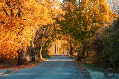 Güzel asfalt yol ve ağaç sokak. Yaz kırsal peyzaj. Kırsal kırsal arazide soyut renkli vintage ton ağaçları. Güzel Çek yayla kırsal