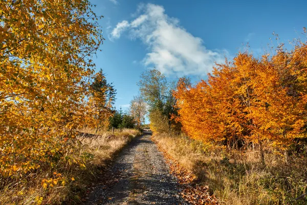 Countryside Landscape Autumn Season Fall Colored Tree Czech Republic Vysocina — Stock Photo, Image