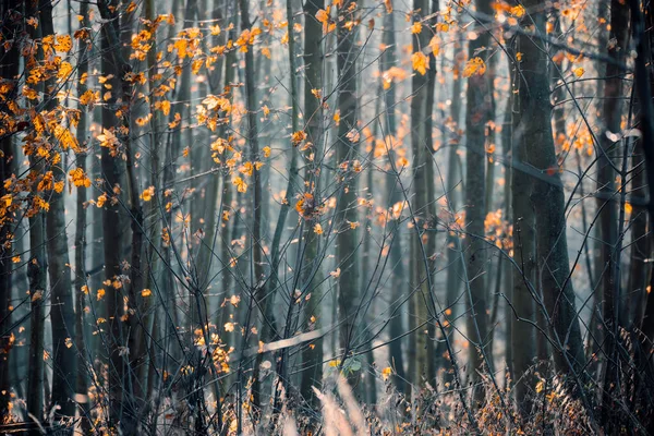 Trunks Mystical Forest Daun Berwarna Kuning Dan Jingga Musim Gugur — Stok Foto