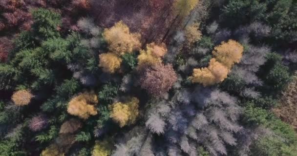 Utsikt över den vackra skogen på hösten — Stockvideo
