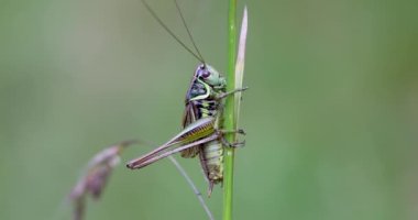 Böcek Roesel 'in çalılık cırcırböceği (Metrioptera roeselii) yeşil çimen yaprağına tünemiştir. Çek Cumhuriyeti, Avrupa yaban hayatı