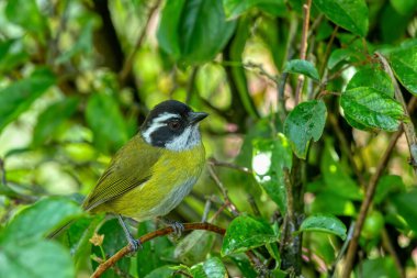 Sooty-capped bush tanager (Chlorospingus pileatus) perched on branch in the rainforests. San Gerardo de Dota, Wildlife and birdwatching in Costa Rica. clipart