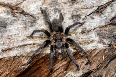 Büyük, korkunç tarantula örümceği geceleri yerde yürüyor ve avlanıyor. Tarantula (Sericopelma melanotarsum). Curubande de Liberia, Kosta Rika Vahşi Hayatı