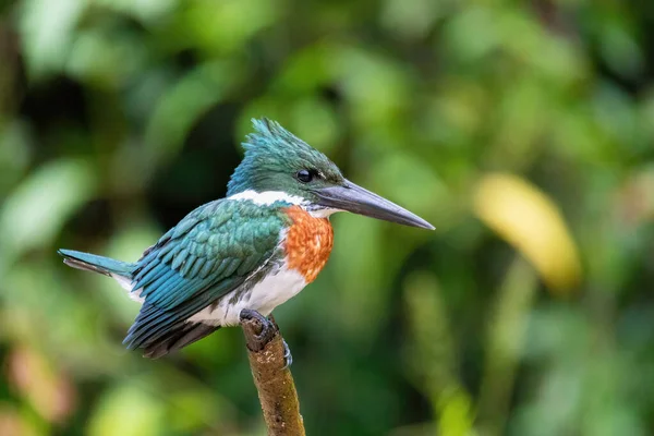 Amazon Kingfisher Chloroceryle Amazona Sitting Branch Blurry Background Refugio Vida — Stock Photo, Image