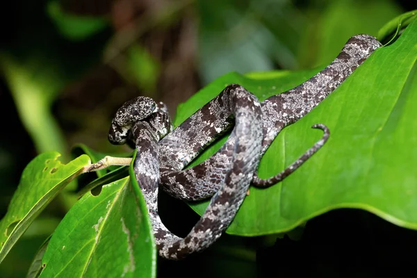 Clouded snake (Sibon nebulatus), beautiful small non venomous Snail Eater snake from Central America, Tortuguero, Costa Rica wildlife