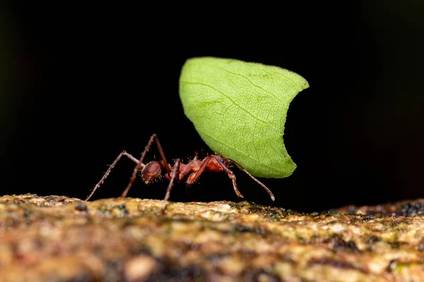 Leafcutter Ant Atta Cephalotes Branch Carrying Green Leaf Cuts Leaves — Stock Fotó