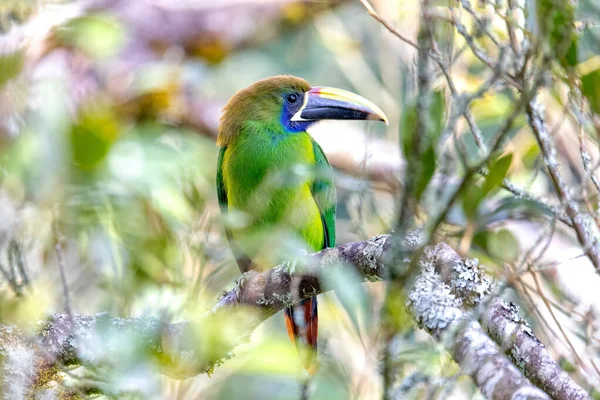 Emerald Toucanet Aulacorhynchus Prasinus Small Toucan Beautiful Bird San Gerardo — Stock Photo, Image