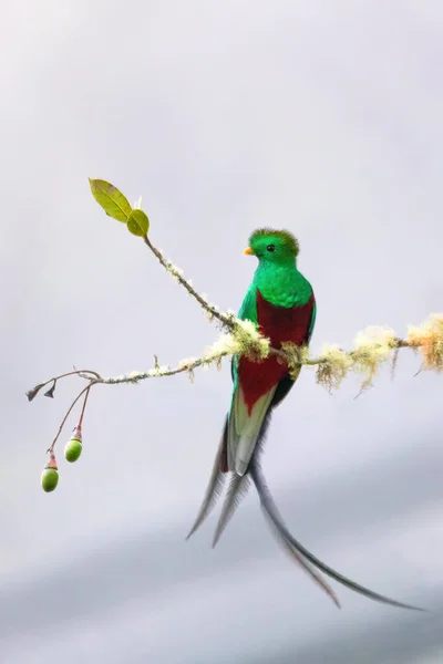 Resplendent Quetzal Pharomachrus Mocinno Guatemalan National Bird Magnificent Sacred Green — ストック写真