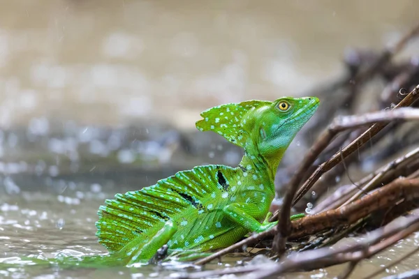 Plumed Green Basilisk Basiliscus Plumifrons Sitting Branch Protruding Water Rainy — Fotografia de Stock