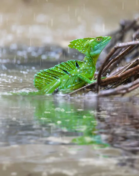 Plumed Green Basilisk Basiliscus Plumifrons Sitting Branch Protruding Water Reflection — Foto de Stock