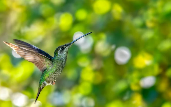 Flying Talamanca Hummingbird Eugenes Spectabilis Admirable Hummingbird Blurry Background Space — Fotografia de Stock