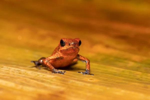 Strawberry Poison Dart Frog Oophaga Pumilio Formerly Dendrobates Pumilio Species — стокове фото