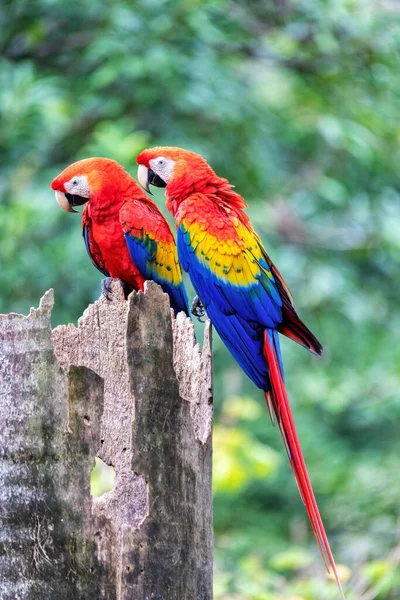 Arara Escarlate Ara Macao Casal Sentado Entrada Seu Ninho Cavidade — Fotografia de Stock