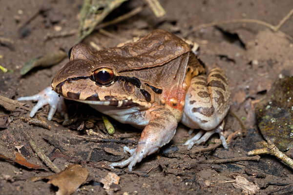 Savages thin-toed frog (Leptodactylus savagei) thin-toed frog species of leptodactylid frog, Carara National Park, Tarcoles, Costa Rica wildlife.