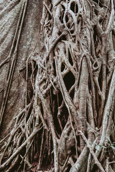 Μπλεγμένο Δέντρο Σύκο Και Κορμοί Δέντρων Τροπικό Δάσος Ζούγκλας Εθνικό — Φωτογραφία Αρχείου