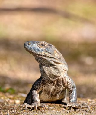 Kosta Rika 'daki Carara Ulusal Parkı' nda çok etkileyici bir kertenkele portresi olan siyah dikenli iguana (Ctenosaura similis)..