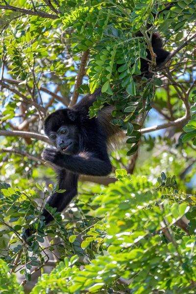 Mantled Howler Alouatta Palliata Golden Mantled Howling Monkey Feeding Tree — Foto de Stock