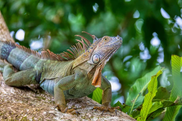 Iguana Verde Iguana Iguana Árbol Selva Tropical Tortuguero Costa Rica — Foto de Stock