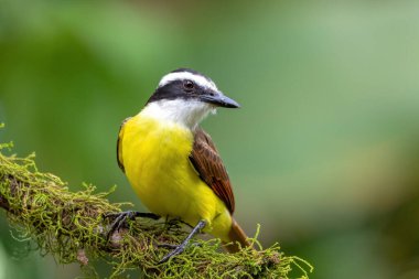 great kiskadee (Pitangus sulphuratus), perched on a small tree twig, La Fortuna Alajuela, Wildlife and birdwatching in Costa Rica.