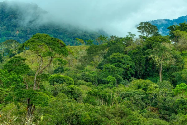 低雲と霧の高密度熱帯雨林 伝統的なコスタリカの緑の風景 — ストック写真