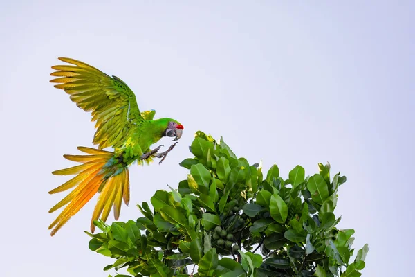 Great Green Macaw Ara Ambiguus Also Known Buffon Macaw Great — Stock Fotó