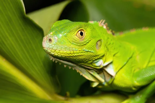Iguana Verde Iguana Iguana Hembra Árbol Selva Tropical Tortuguero Costa — Foto de Stock