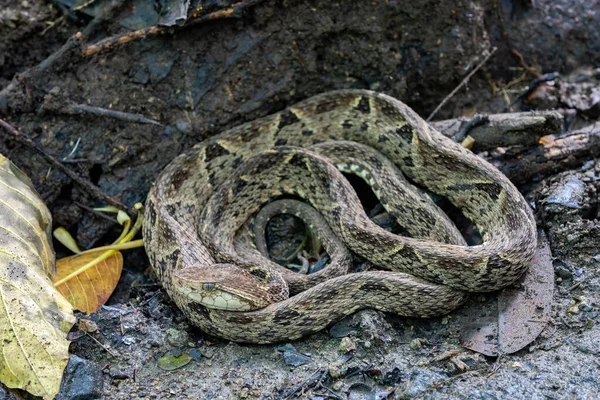 Nebezpečí Smrtící Jedovatý Had Terciopelo Bothrops Asper Odpočívající Blízkosti Turistické — Stock fotografie