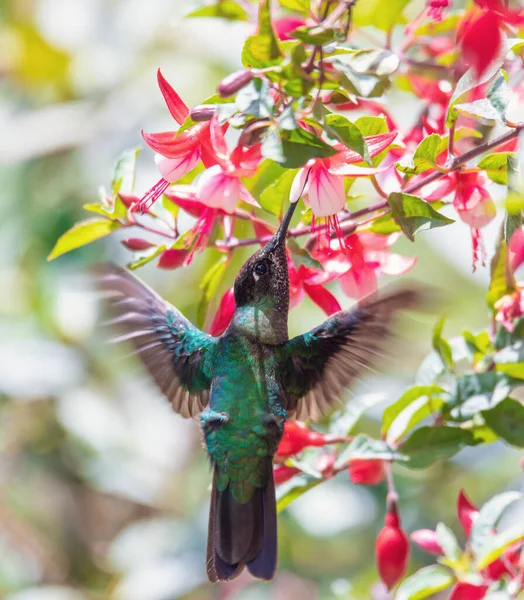 코스타리카 San Gerardo Dota 의붉은 꽃에서 날아다니며 먹이를 보라색 Klais — 스톡 사진