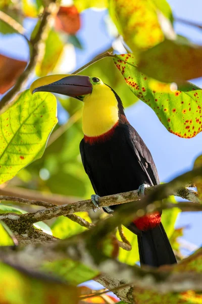 Μεγάλο Όμορφο Πουλί Κίτρινο Throated Toucan Ramphastos Αμφισημίες Σκαρφαλωμένο Δέντρο — Φωτογραφία Αρχείου