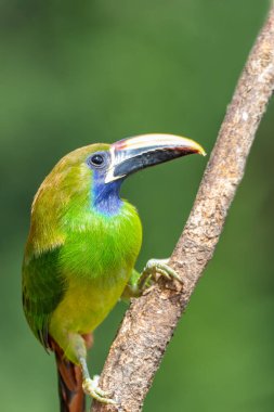 Zümrüt Toucanet (Aulacorhynchus prasinus), küçük bir tukan. San Gerardo de Dota 'da güzel bir kuş, Kosta Rika' da vahşi yaşam ve kuş izleme..