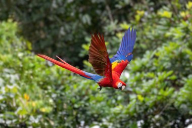 Uçan güzel renkli kuş, Scarlet macaw (Ara macao), Quepos, vahşi yaşam ve Kosta Rika 'da kuş gözlemciliği.