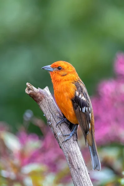 Pequeno Pássaro Tanager Flame Colored Piranga Bidentata Macho Uma Filial — Fotografia de Stock