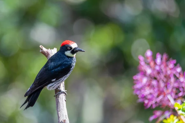 Acorn Woodpecker Melanerpes Formicivorus Hábitat Natural San Gerardo Dota Vida — Foto de Stock