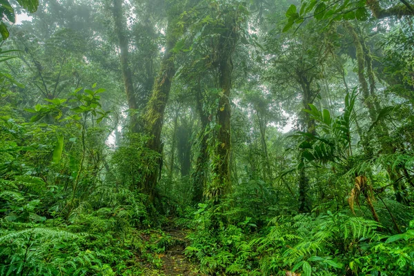 Dense Tropical Rainforest Landscape Mountain Rain Forest Mist Low Clouds — Stock Photo, Image