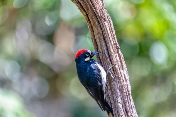 Acorn Woodpecker Melanerpes Formicivorus Hábitat Natural San Gerardo Dota Vida — Foto de Stock