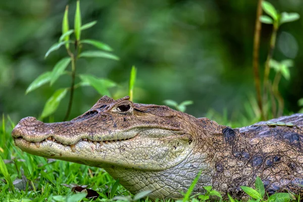 哥斯达黎加野生动物Caiman Crocodilus或Common Caiman 在Vida Silvestre Cano Negro保护区发现的鳄鱼爬行动物 — 图库照片