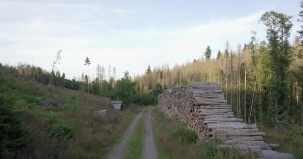 Avskogat landskap, avverkad skog — Stockvideo
