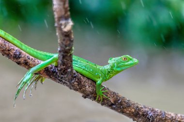 Plumed Green Basilisk 'in (Basiliscus plumifrons) dişisi, dal üzerinde oturmaktadır. Refugio de Vida Silvestre Cano Negro, Kosta Rika Vahşi Hayatı.
