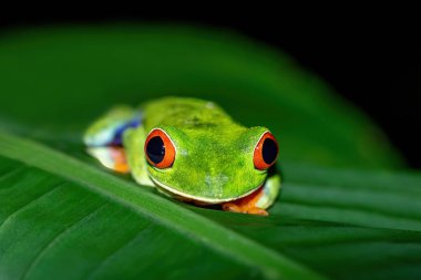 Kırmızı gözlü ağaç kurbağası (Agalychnis callidryas), tropiklerde kırmızı yapraklı güzel ikonik yeşil kurbağa. La Fortuna, Kosta Rika Vahşi Hayatı.