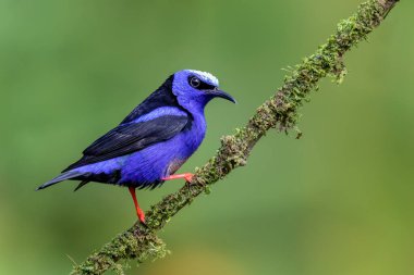 Kosta Rika 'da kırmızı bacaklı bal sürüngeni (Cyanerpes cyaneus), La Fortuna, Volcano Arenal, Vahşi Yaşam ve kuş gözlemciliği.