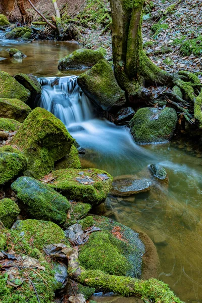 Μικρό Δασικό Κολπίσκο Δάσος Φωτογραφία Μεγάλης Έκθεσης Vysocina Highland Czech — Φωτογραφία Αρχείου