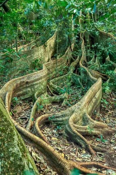 哥斯达黎加瓜纳卡斯特省国家公园Rincon Vieja国家公园热带丛林森林中Fig树表面上的巨大树根 — 图库照片