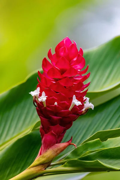 Alpinia Purpurata Blume Aka Roter Ingwer Eine Schöne Blume Aus — Stockfoto